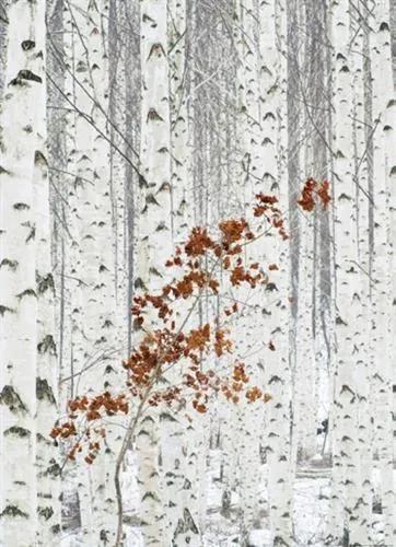 Vliesové fototapety, rozmer 184 x 254 cm, brezový les, W+G 5104-2V-1