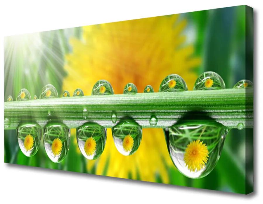 Obraz Canvas Stonka kvapky rosa rastlina 100x50cm