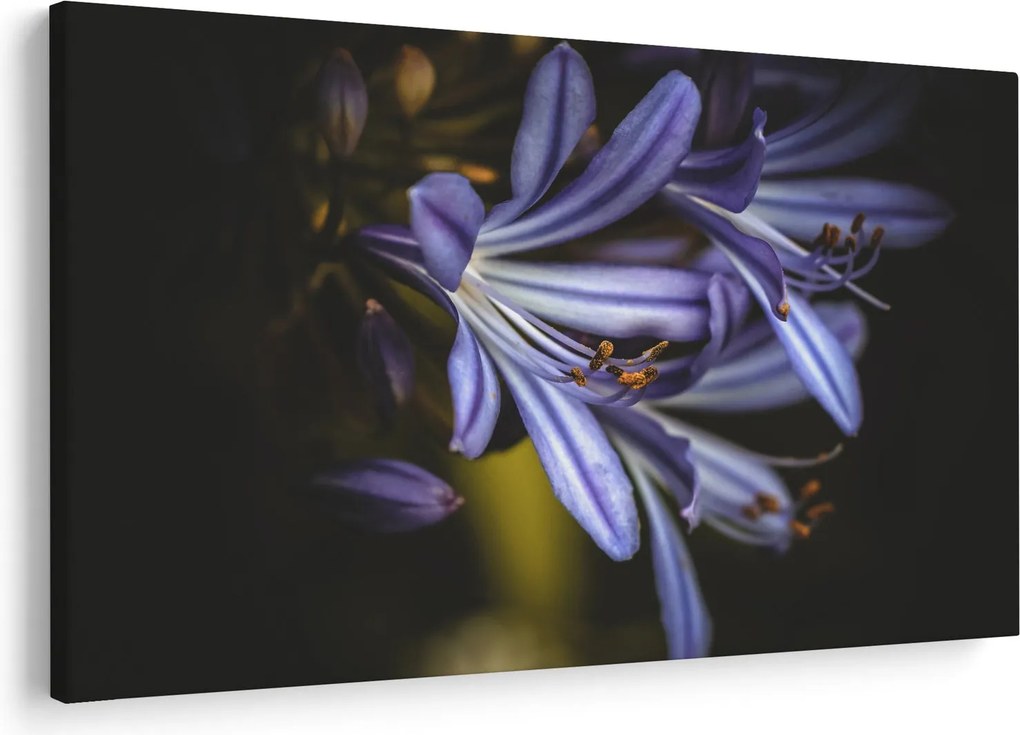Obraz - Lila (90x60 cm)
