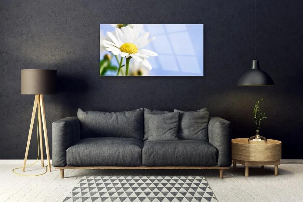 Skleneny obraz Sedmokráska rastlina príroda 125x50 cm