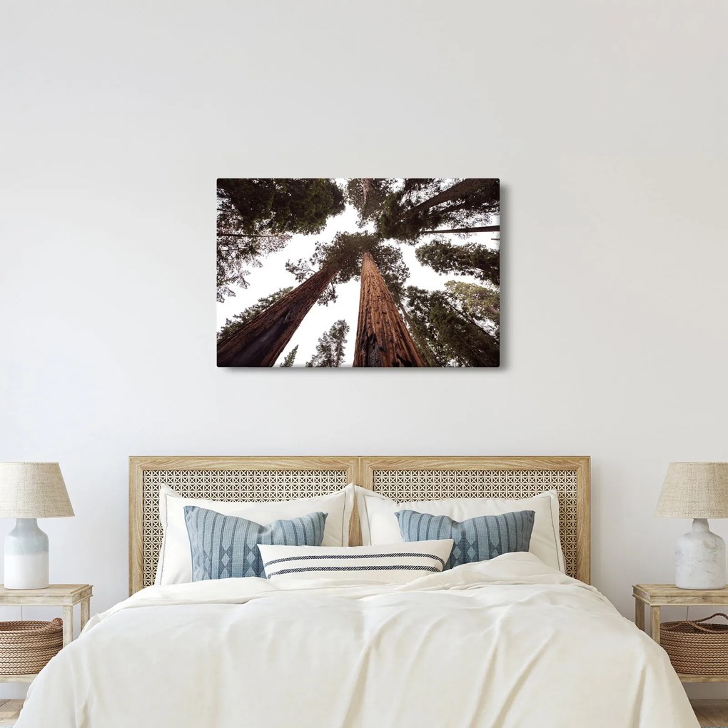 Obraz - Pohľad skrz koruny stromov (90x60 cm)