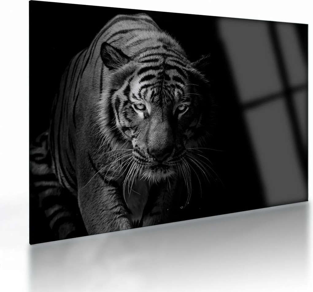 Sklenený obraz divokého tigra (70x50 cm)