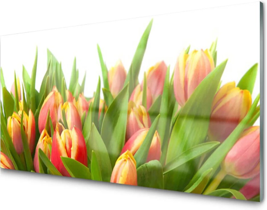 Skleněný obraz Tulipány květiny rostlina