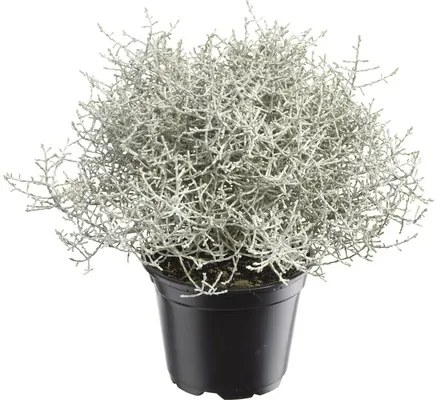 Strieborný drôtik, krásnohlávok Calocephalus kvetináč Ø 11 cm
