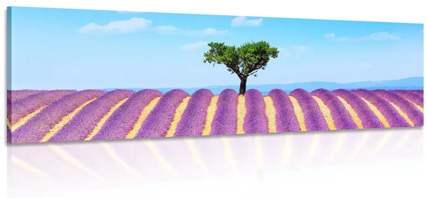 Obraz provensálske levanduľové pole Varianta: 150x50