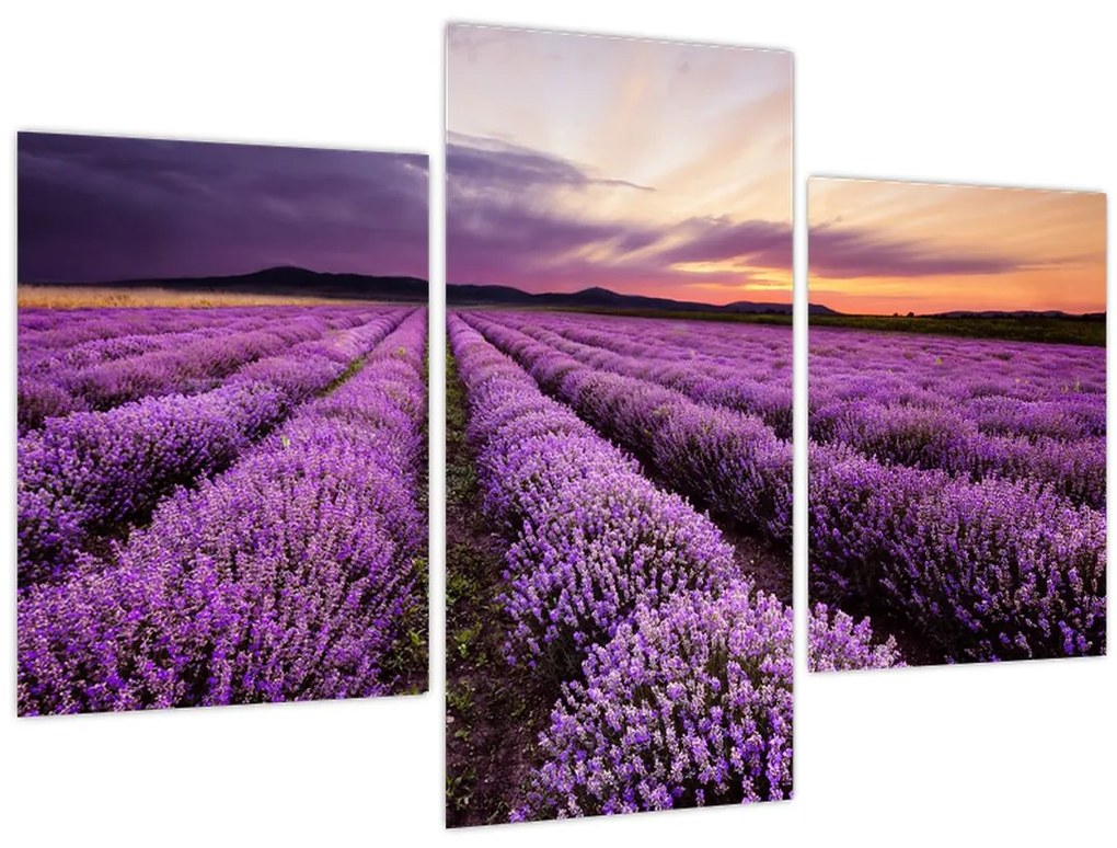 Obraz - Levanduľové pole pri západe slnka (90x60 cm)