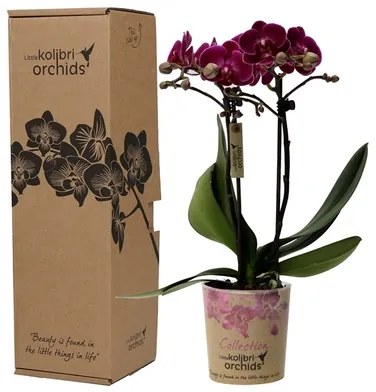 Orchidea Phalaenopsis multi kolibri purpurová v darčekovom balení 9x40 cm