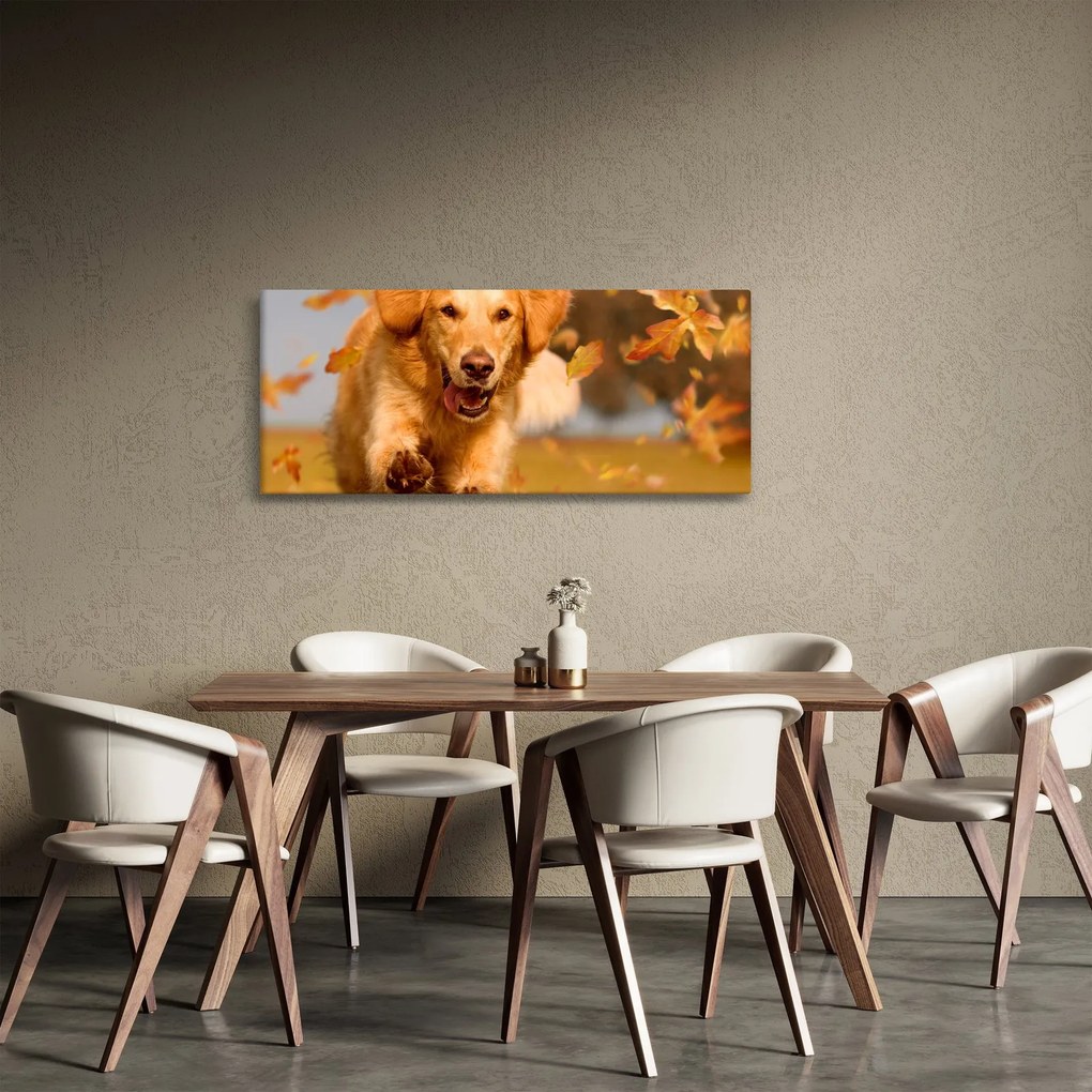 Obraz - Zlatý retriever (120x50 cm)