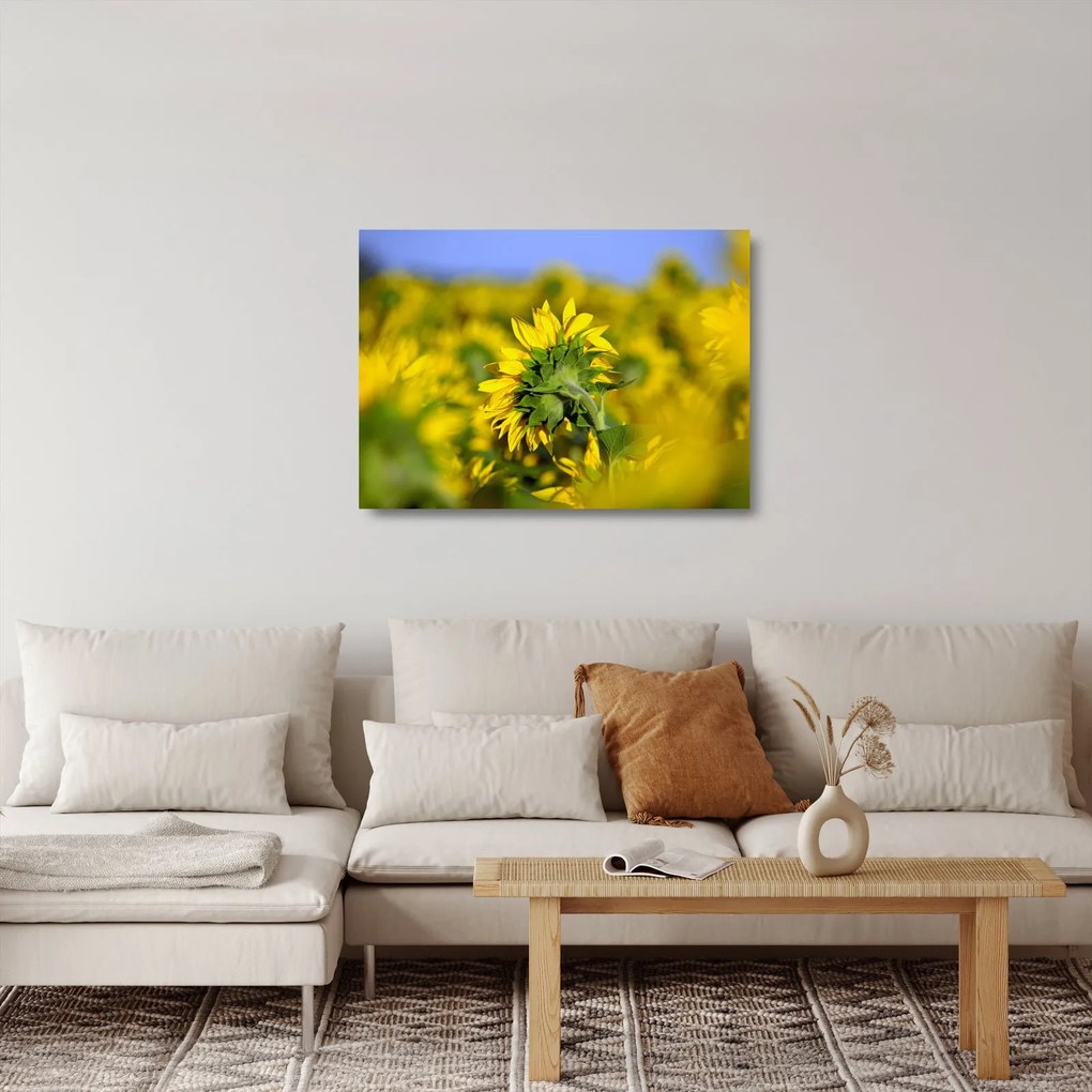 Sklenený obraz slnečnice (70x50 cm)