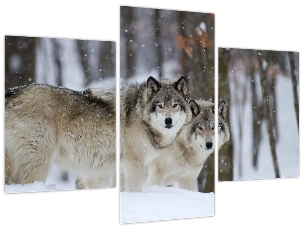 Obraz - Vlci v zime (90x60 cm)