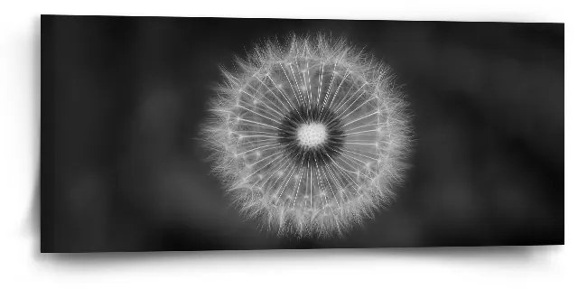 Sablio Obraz Čierno-biela púpava - 110x50 cm