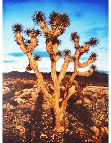 Obraz tlačený na plátne 50x70 PRC449