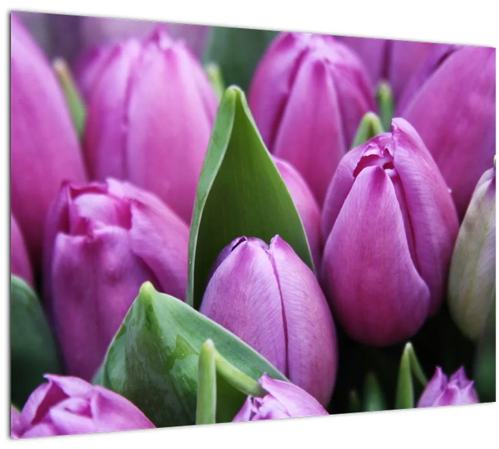Obraz - kvety tulipánov (70x50 cm)