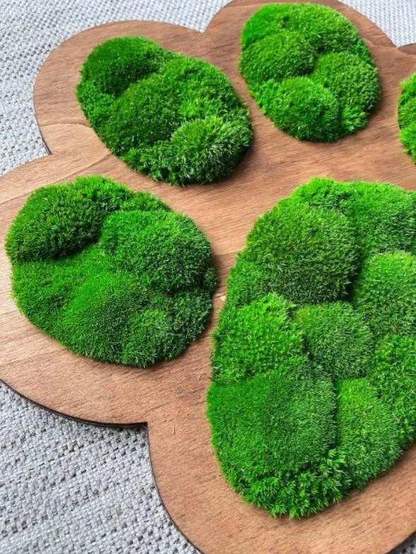 Obraz labka z machu 50x43 cm