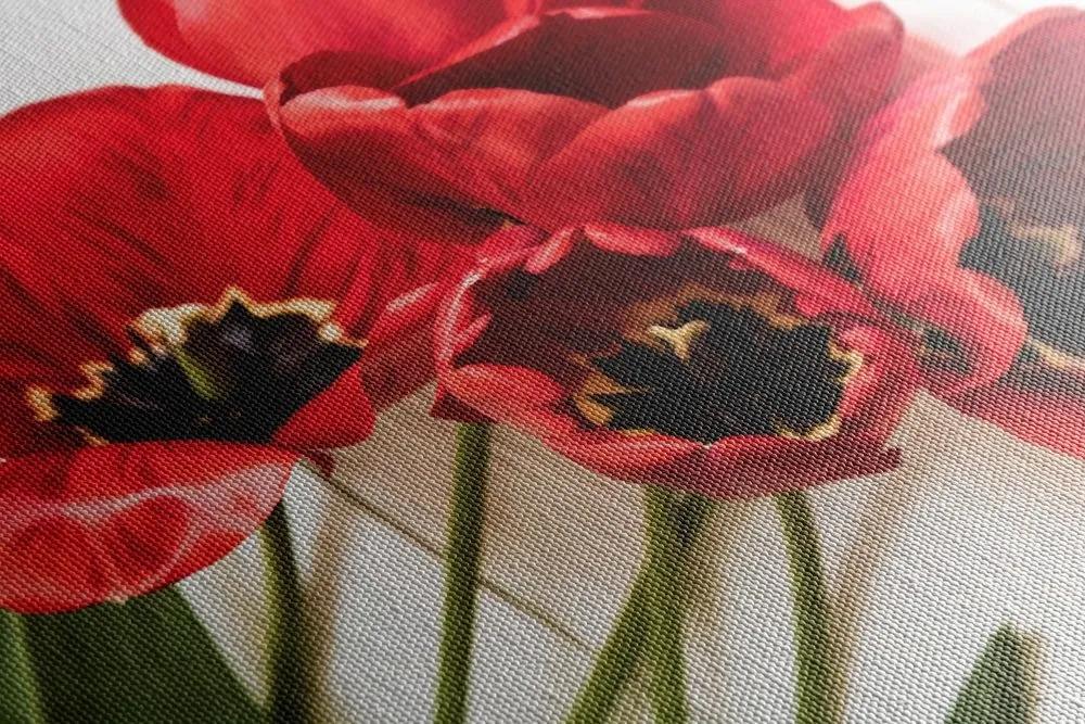 Obraz rozkvitnuté červené tulipány - 120x80