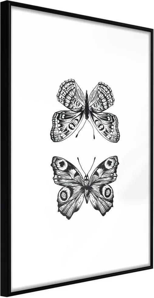 Plagát dva čiernobiele motýle - Butterfly Collection