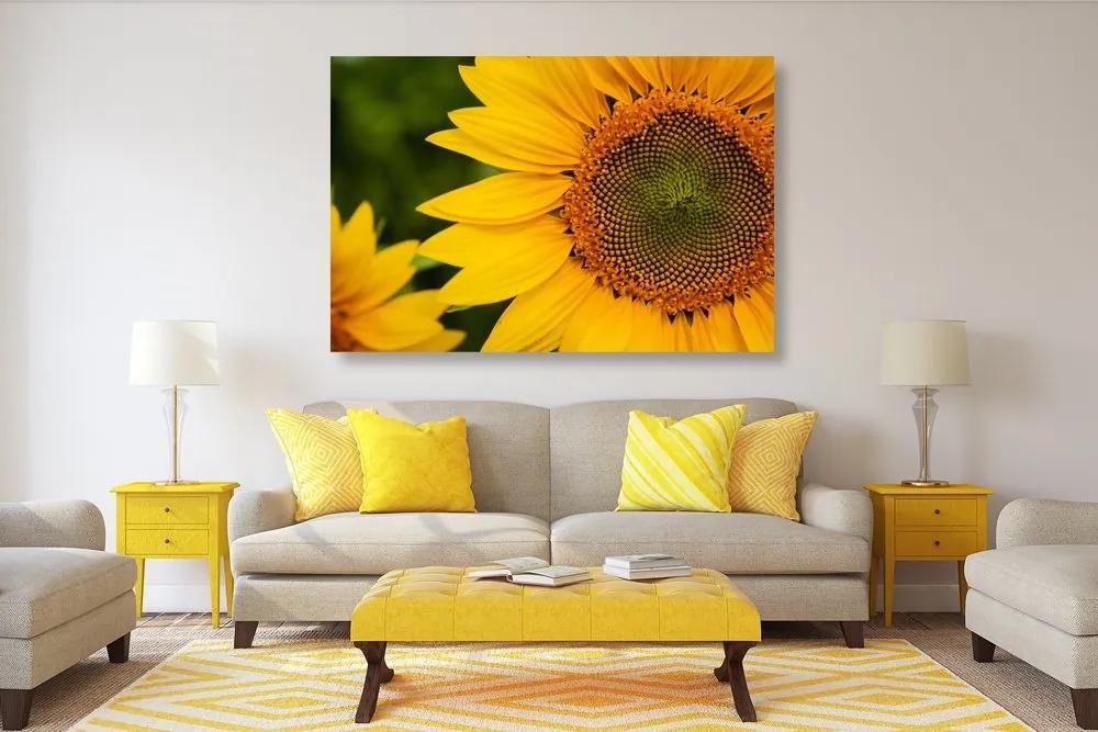 Obraz žltá slnečnica - 90x60
