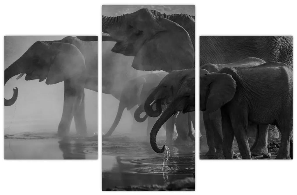 Obraz slonov - čiernobiely (90x60 cm)