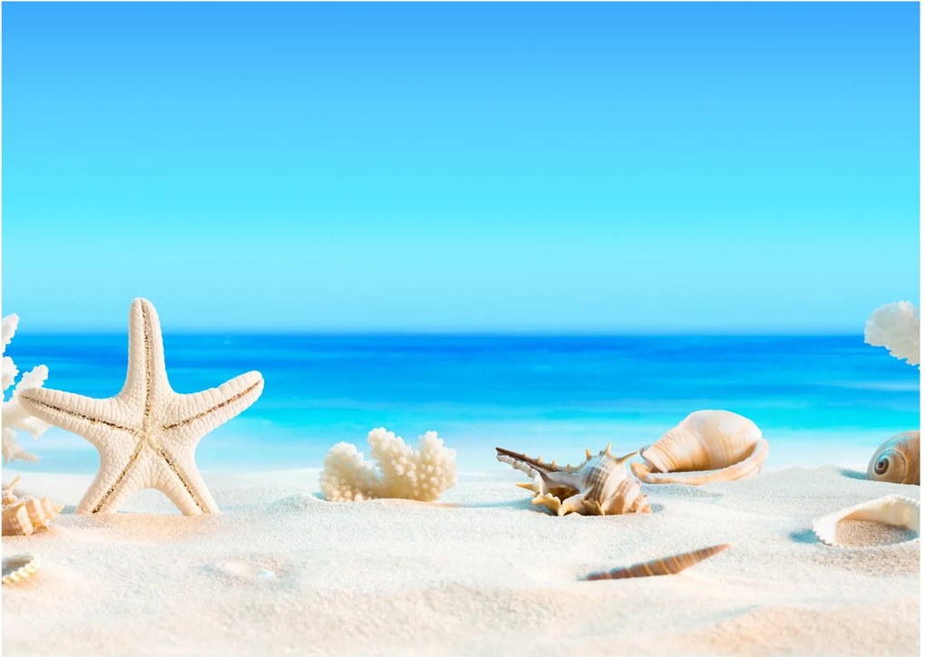 Obraz - Zátišie s mušľami (70x50 cm)