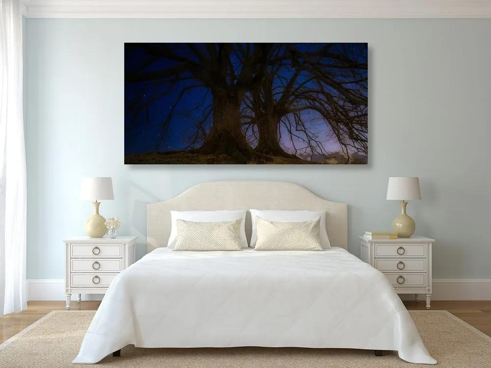 Obraz stromy v nočnej krajine Varianta: 100x50