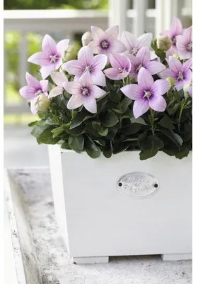 Balónovec veľkokvetý FloraSelf Platycodon grandiflorus kvetináč Ø 12 cm ružový