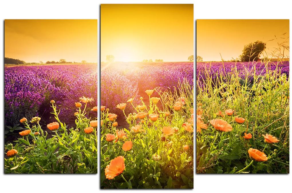 Obraz na plátne - Levanduľové pole zaliate slnkom 165C (90x60 cm)