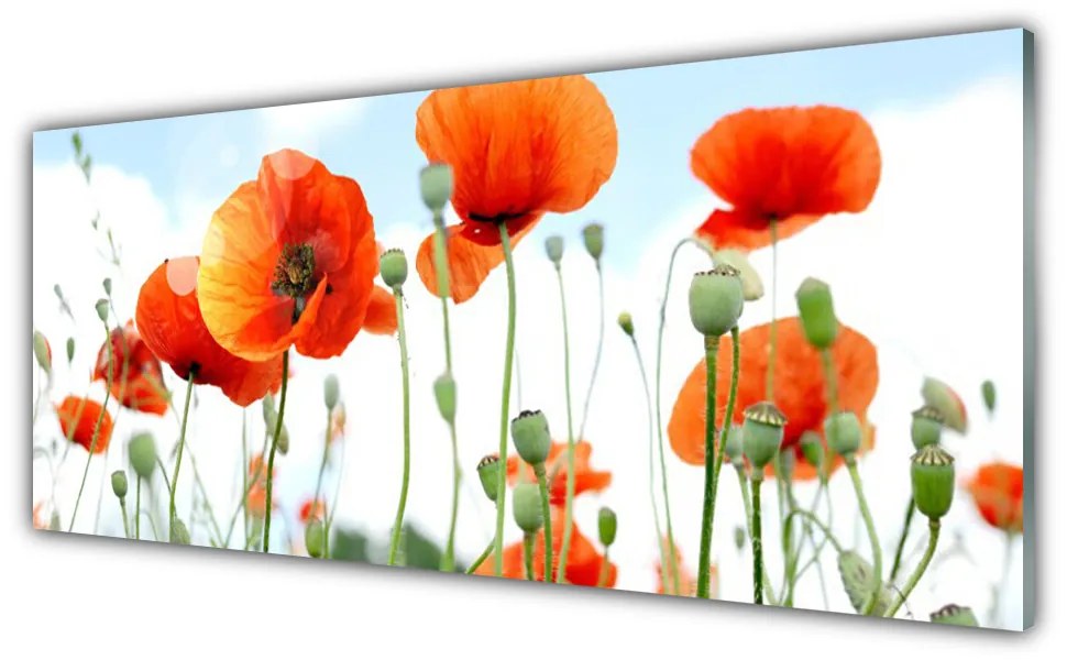 Obraz plexi Kvety maky lúka pole príroda 125x50 cm