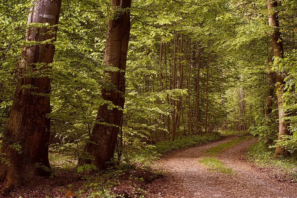 Samolepiaca fototapeta zelený les