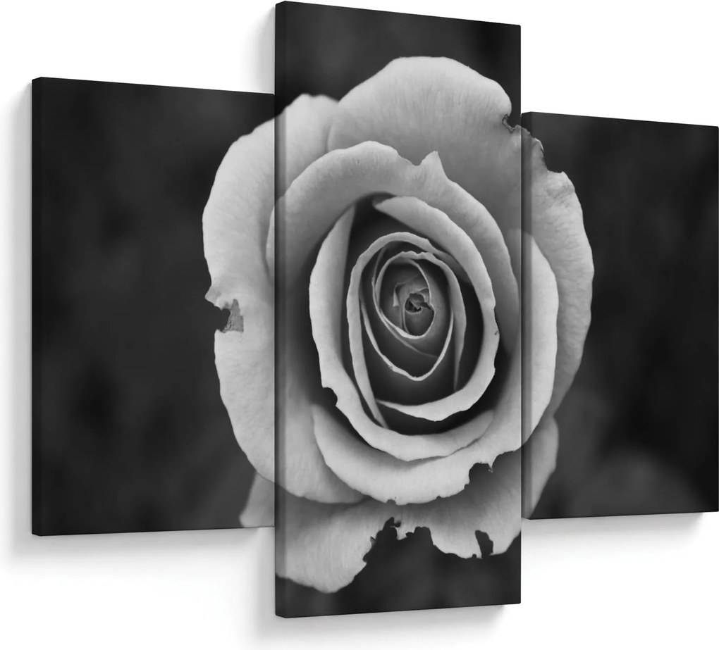 Obraz ruže (90x60 cm)