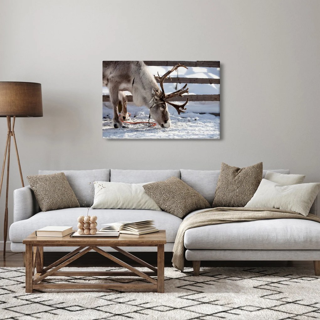Obraz - Sob (90x60 cm)