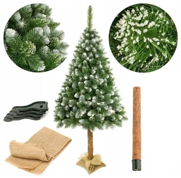 Vianočný stromček na kmeni 220 cm borovica