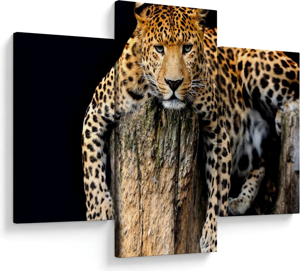Obraz - Gepard (90x60 cm)