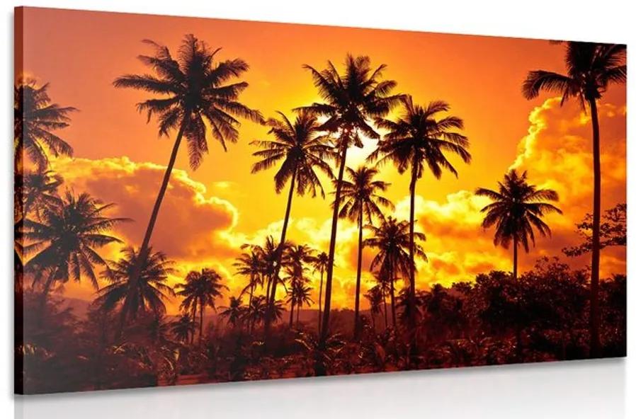Obraz kokosové palmy na pláži Varianta: 60x40