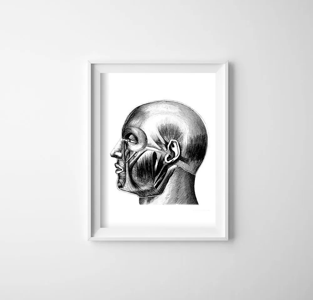 Poster na stenu Anatomické odtlačky.Svaly hlavy