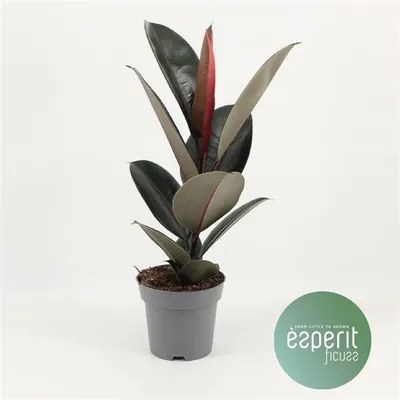 Ficus elastica abidjan 12x45 cm