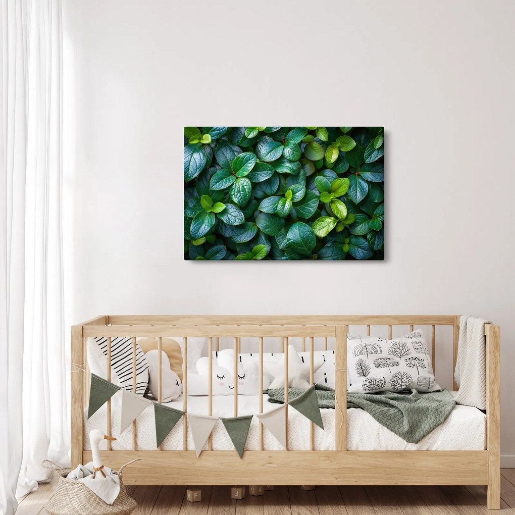 Obraz - Zelené rastliny (90x60 cm)