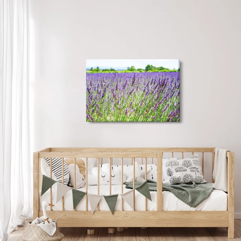 Obraz poľa s levanduľou (90x60 cm)