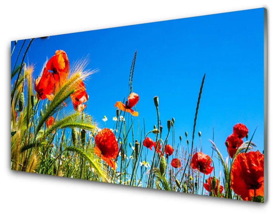 Sklenený obklad Do kuchyne Kvety maky pole trávy 125x50 cm