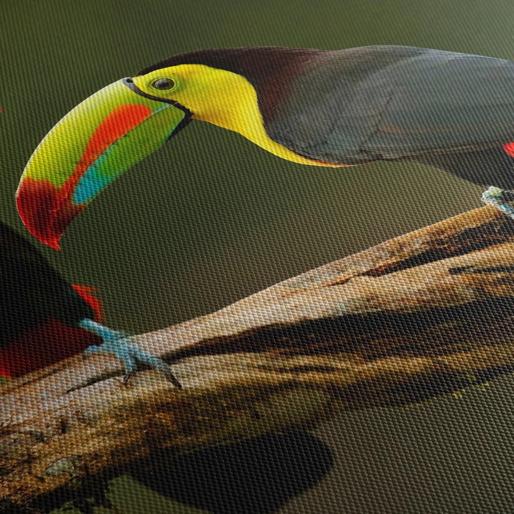 Obraz sediacich tukanov, Costa Rica (150x105 cm)