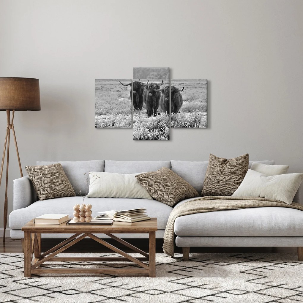 Obraz - Škótske kravy (90x60 cm)
