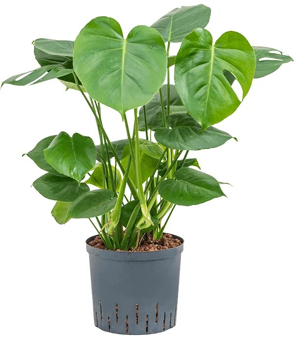 Monstera deliciosa 22/19 výška 65 cm