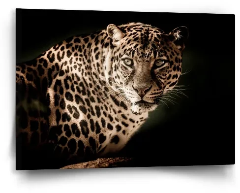 Sablio Obraz Leopard - 60x40 cm