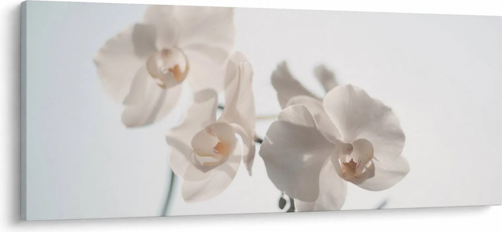 Obraz bielej orchidey (120x50 cm)