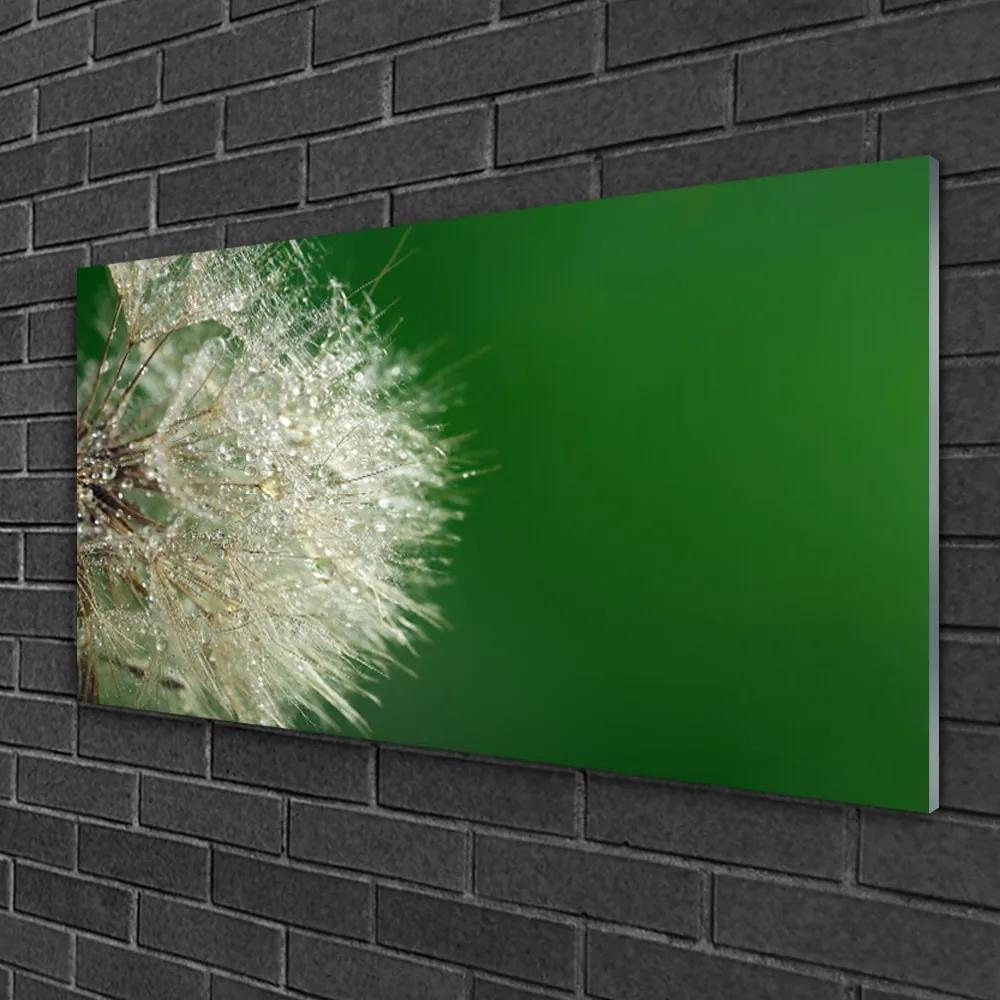 Obraz na skle Púpava rastlina 140x70 cm