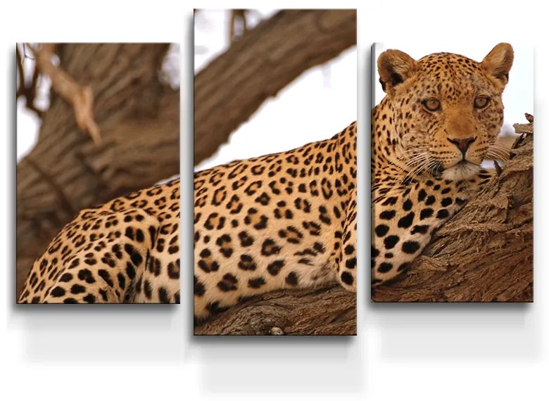 Sablio Obraz - 3-dílný Leopard 2 - 75x50 cm