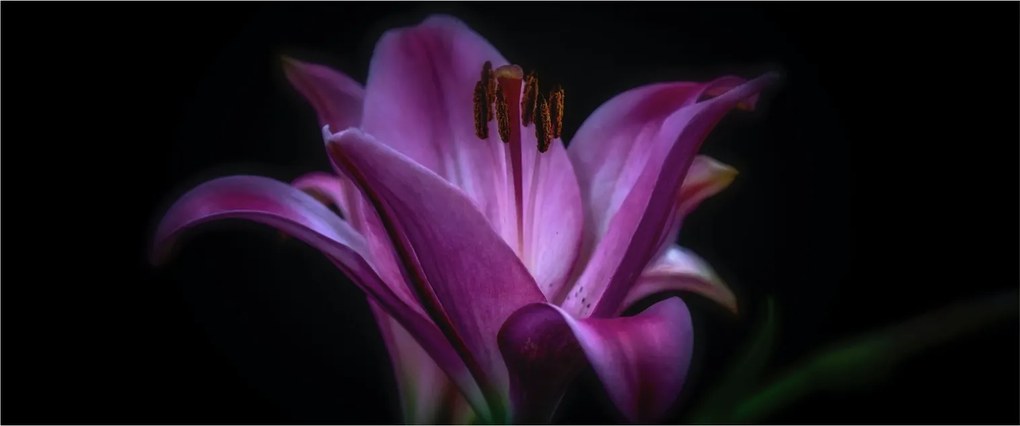 Obraz ľalia (120x50 cm)