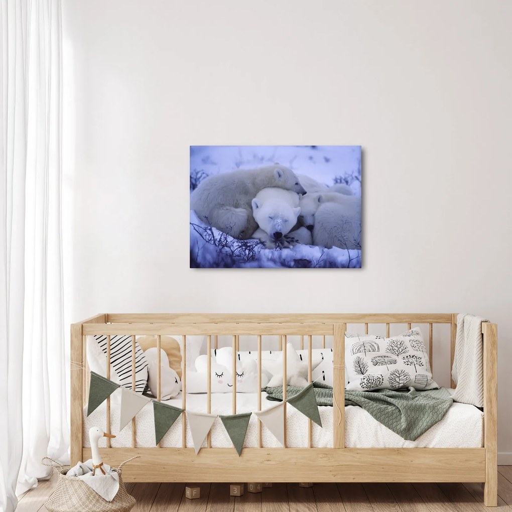 Obraz - Ľadové medvedíky (70x50 cm)