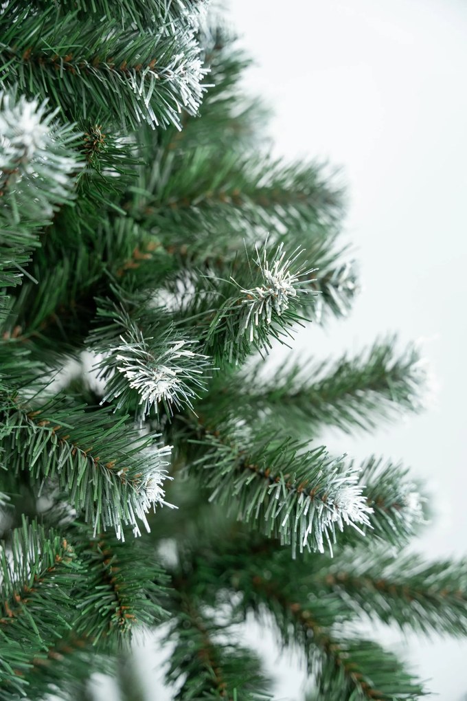 Limpol Jedľa Beata 2,20 m