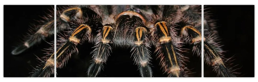 Obraz - Tarantula