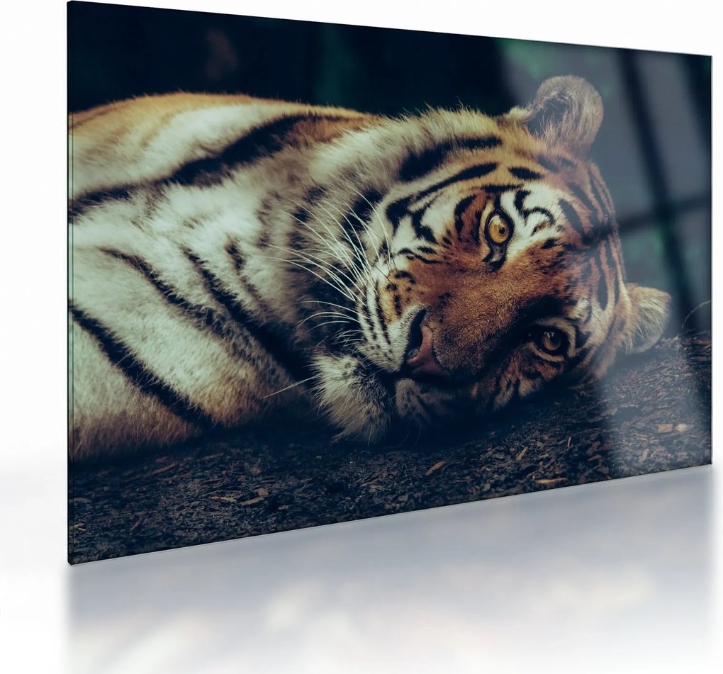 Sklenený obraz - Tiger Sibírsky (70x50 cm)